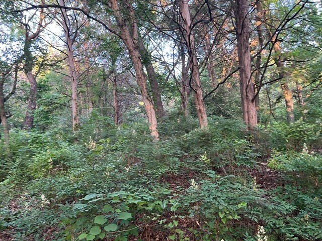 More Photos Of 1878 W Belt Line Rd, Cedar Hill Land For Sale