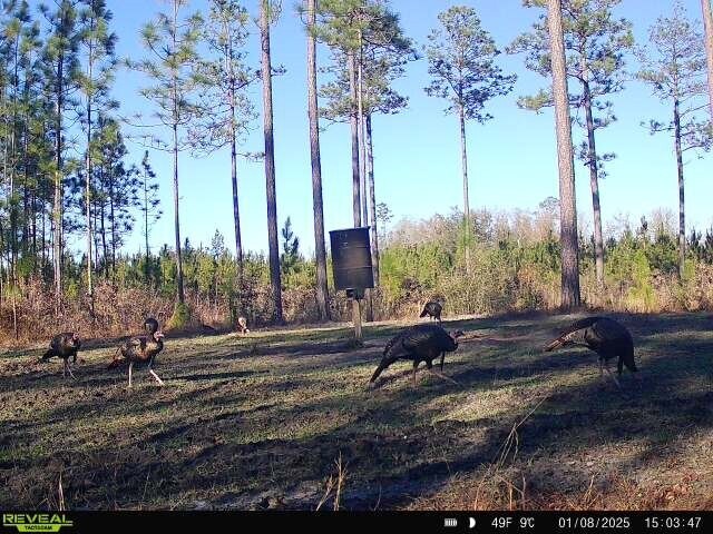 More Photos Of 17675 Cedar Springs Rd, Blakely Land For Sale