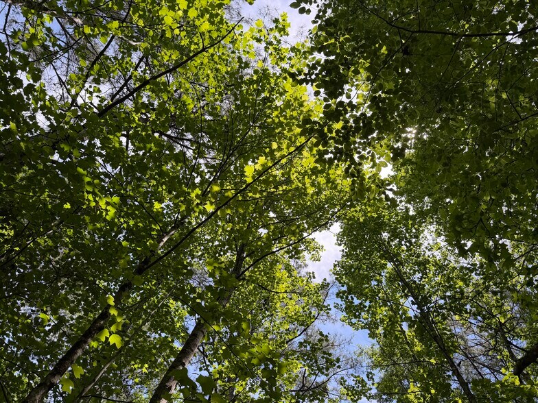More Photos Of 1593 Old Alabama rd, Taylorsville Land For Sale