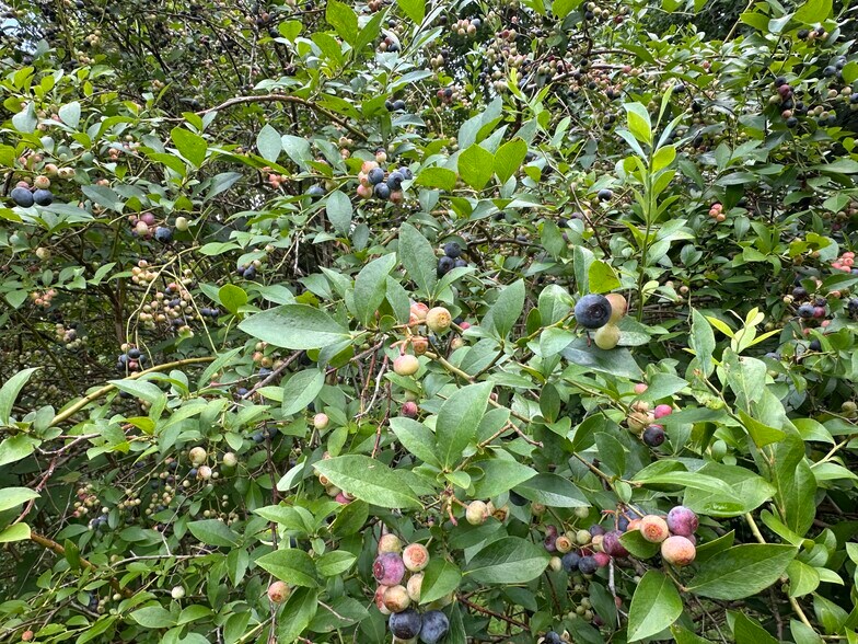 More Photos Of 7312 Highway 60, Georgetown Land For Sale