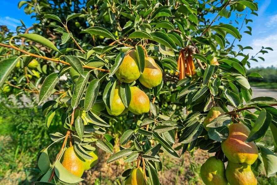 More Photos Of 2023 Riggs Rd, Wapato Land For Sale