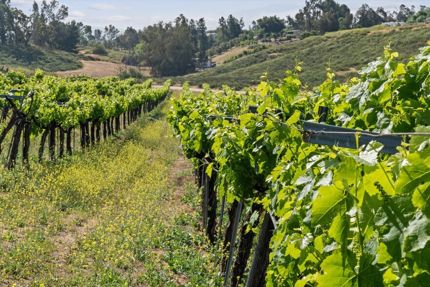 More Photos Of 41220 Calle Contento, Temecula Winery Vineyard For Sale