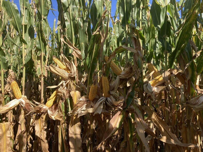 More Photos Of W. Schultz Road, Wood River Land For Sale