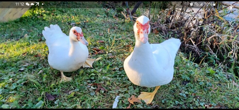 More Photos Of , Catskill Unknown For Sale