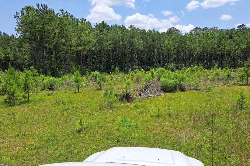 Primary Photo Of 00 US 49 Hwy, Mendenhall Land For Sale