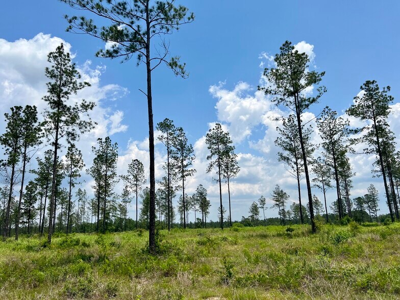 More Photos Of County Road 64, Robertsdale Land For Sale