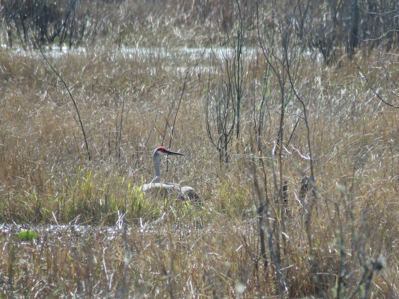 More Photos Of 9570 NE 35th st, Bronson Land For Sale