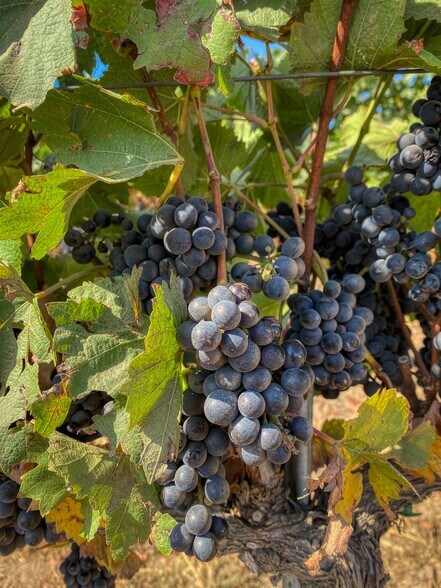 More Photos Of 1504 River Rd, Salinas Land For Sale