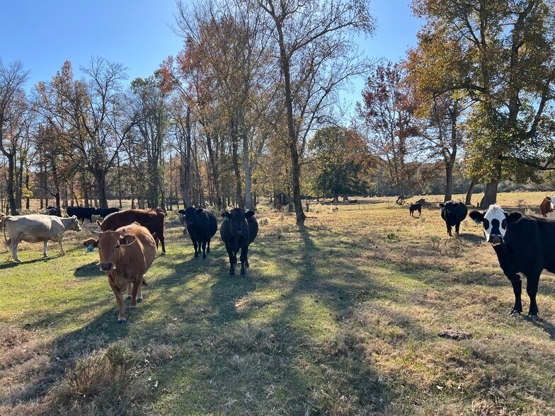 More Photos Of 269 Pea Ridge Rd, Montrose Land For Sale