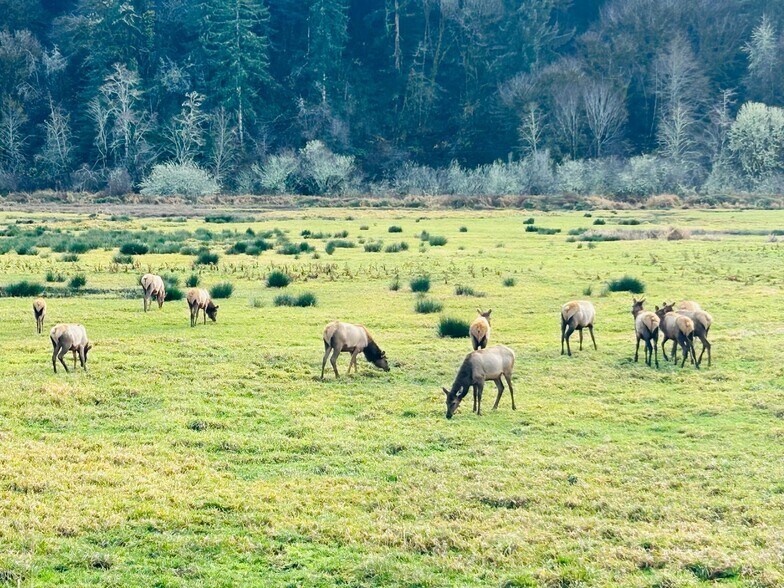 More Photos Of 1593 US 101 Hwy, Reedsport Hotel For Sale