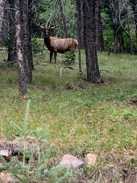 More Photos Of 11696 Trappers Mountain Trl, Littleton Land For Sale