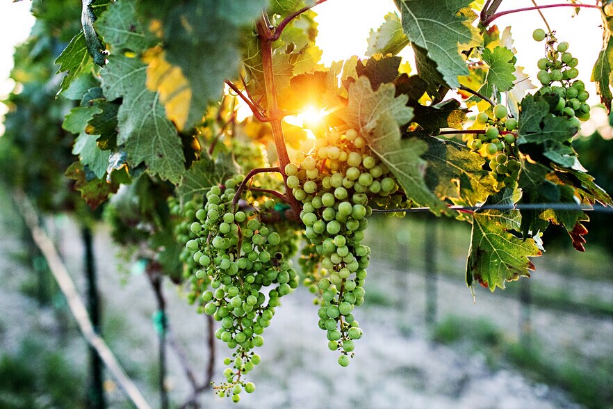 More Photos Of 6000 Tucker Dr, Weatherford Winery Vineyard For Sale