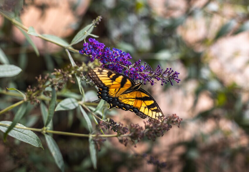 More Photos Of 295 Panthers Den Rd, Makanda Hotel For Sale