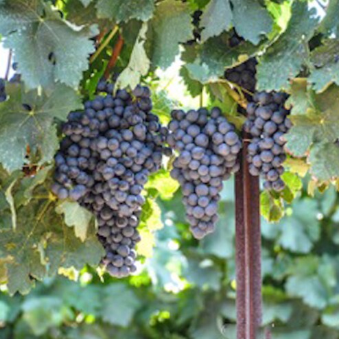 Primary Photo Of 11157 US 290, Hye Winery Vineyard For Sale