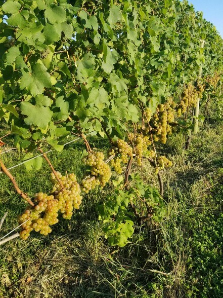 More Photos Of 26701 80th Ave, Lawton Winery Vineyard For Sale