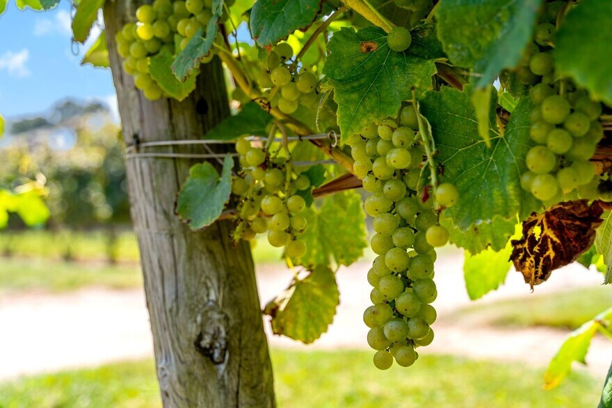 More Photos Of 115 Cow Hill Rd, Clinton Winery Vineyard For Sale