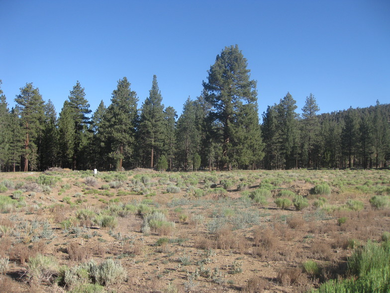 Primary Photo Of 2824 Erwin Ranch Rd, Big Bear City Land For Sale