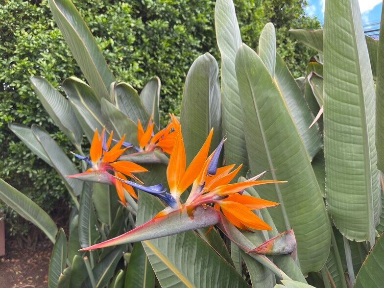 More Photos Of 3135 Lower Kula Rd, Kula Storefront Retail Office For Sale