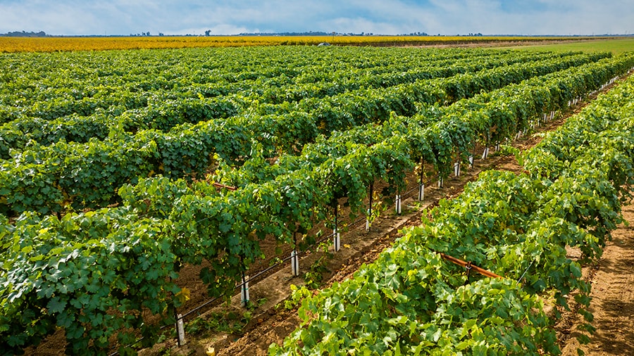 More Photos Of Colony Ranch Vineyard, Wilton Land For Sale