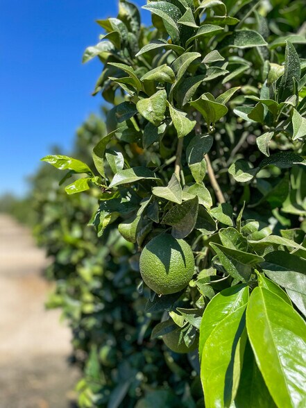 More Photos Of Bena Rd., Bakersfield Land For Sale