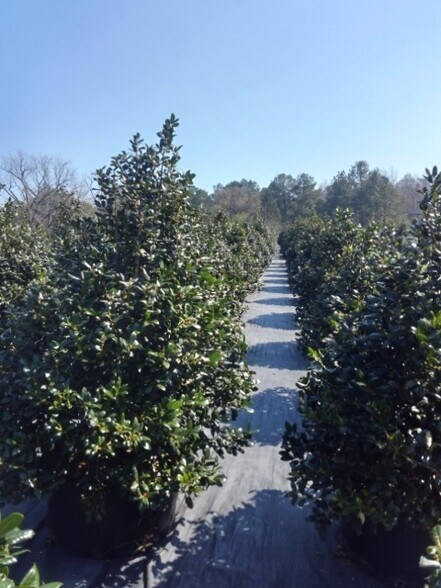 More Photos Of 224 Co Rd 096, Jasper Land For Sale