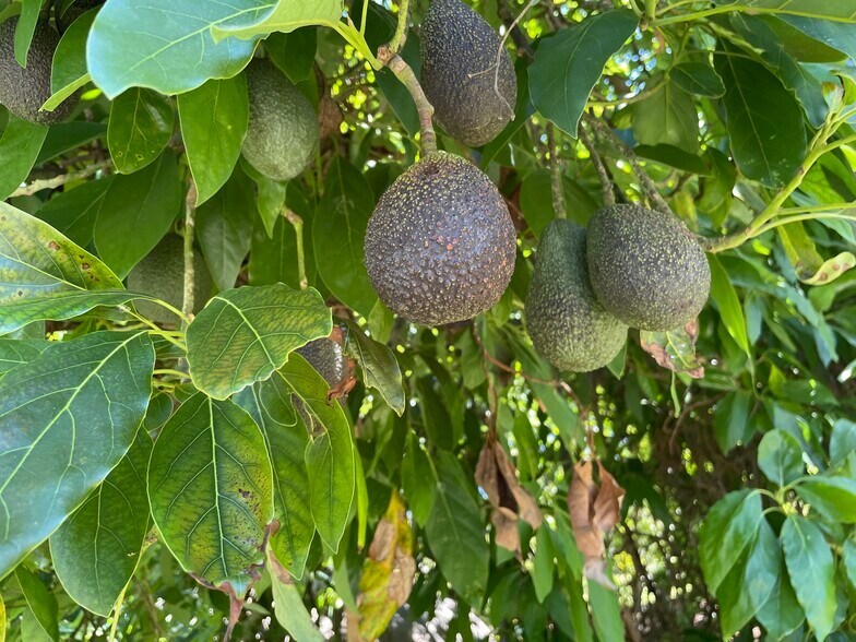 More Photos Of 44952 Vista del Mar, Temecula Winery Vineyard For Sale