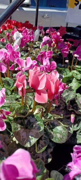 More Photos Of 1426-1480 Broadway, Placerville Freestanding For Lease