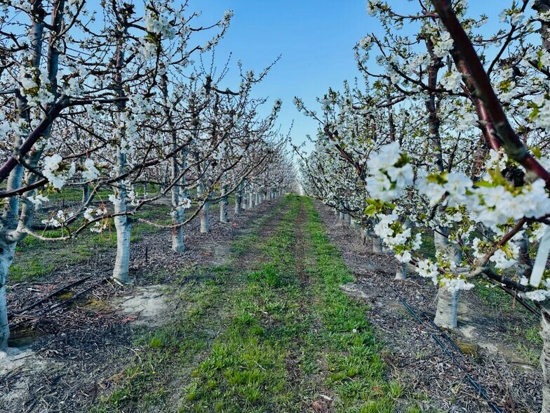 Primary Photo Of TBD Terril Road, Kennewick Land For Sale