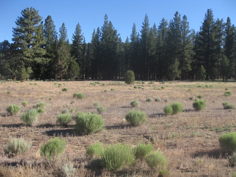 Primary Photo Of 2818 Erwin Ranch Rd, Big Bear City Land For Sale