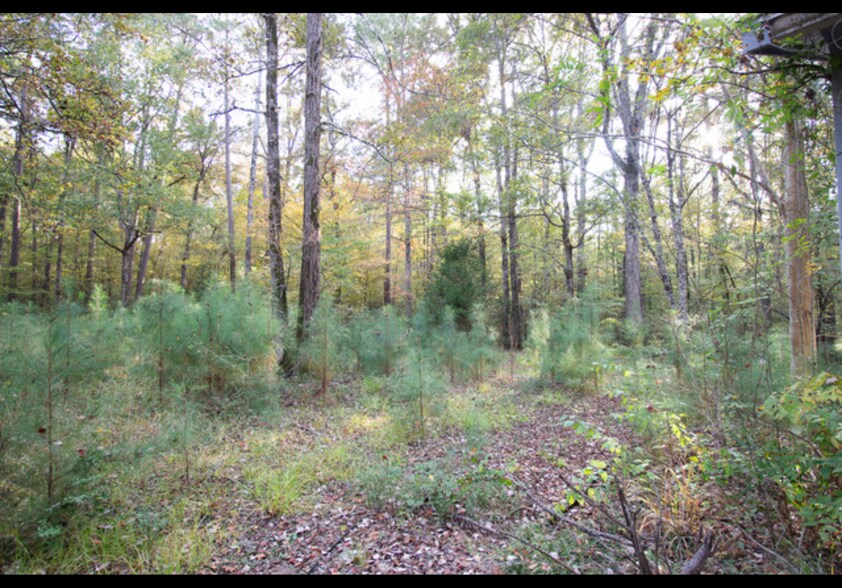 More Photos Of 8.5 ACRES +/- TBD CR 319, Broaddus Land For Sale