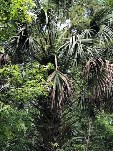 More Photos Of 73 Hope Ln, Saint Marks Land For Sale