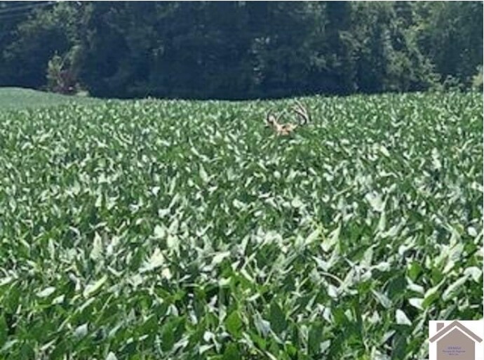 More Photos Of 8445 Old Highway 60 West, West Paducah Land For Sale