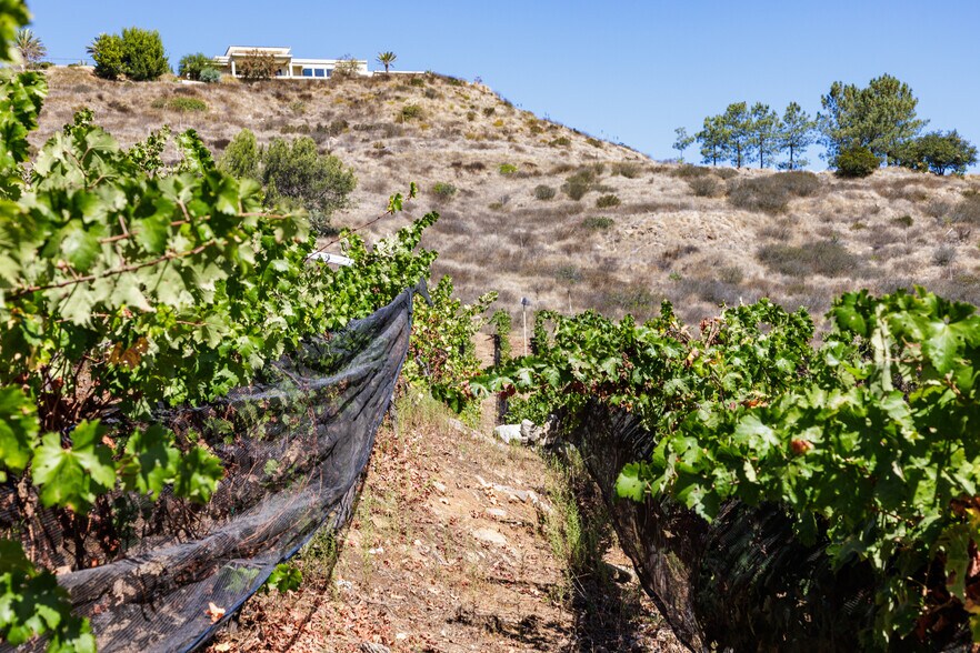More Photos Of 2286 Sunshine Mountain Rd, San Marcos Winery Vineyard For Sale