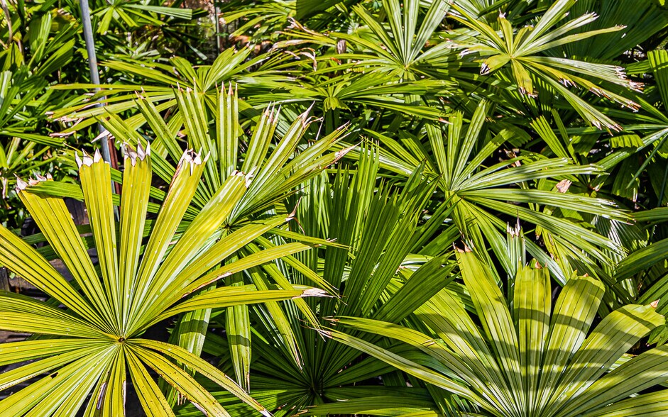 More Photos Of 27-2760 Hawaii Belt Rd, Pepeekeo Land For Sale