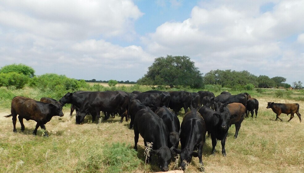 More Photos Of 10566 Texas Highway 127, Sabinal Land For Sale