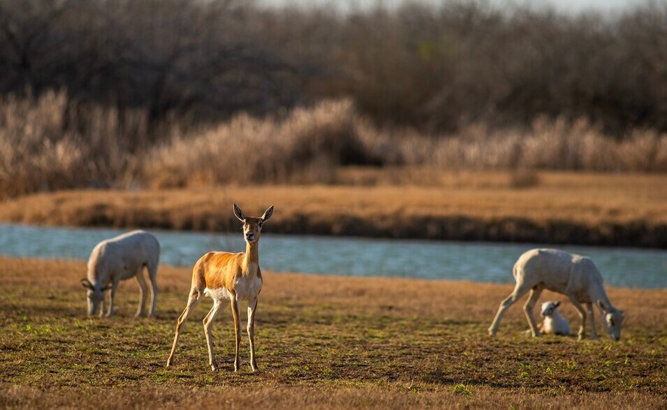 More Photos Of 141 S Private Road 1026, Kingsville Land For Sale