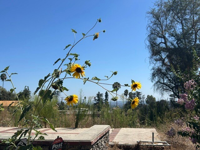 More Photos Of 298 E Poppyfields Dr, Altadena Land For Sale