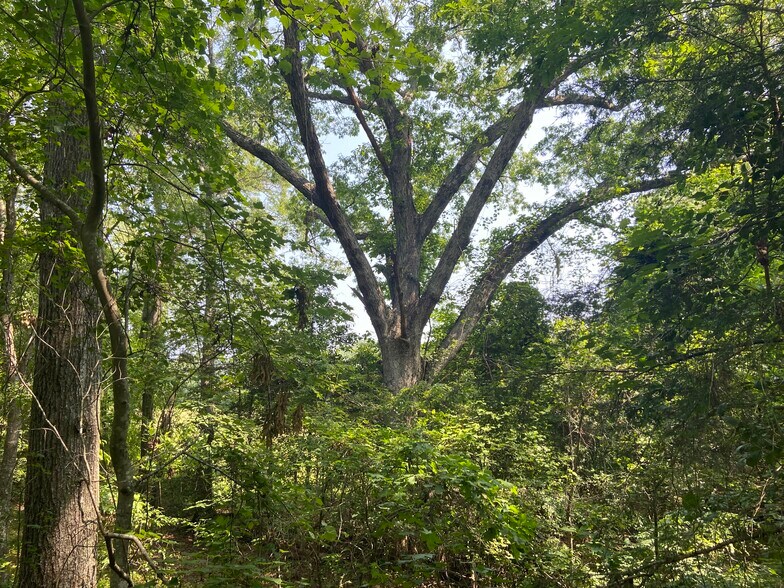 More Photos Of Terry Shop Rd, Fountain Inn Land For Sale