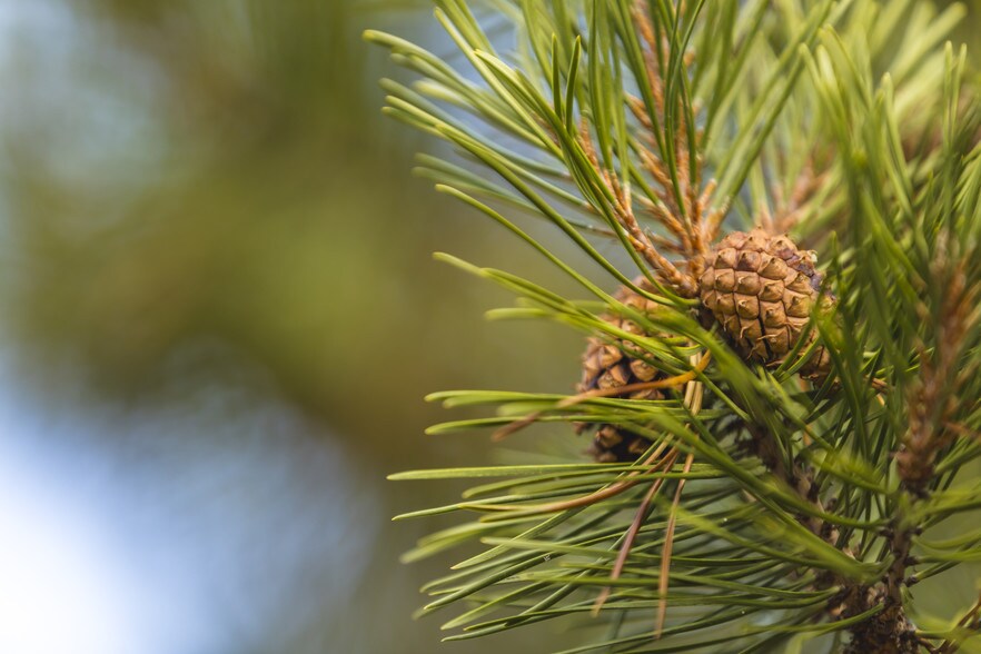 More Photos Of US Forest Service Rd, Silver Lake Land For Sale