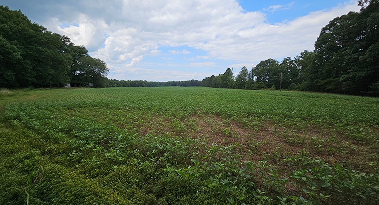More Photos Of 17471 Hewlett Rd, Beaverdam Land For Sale