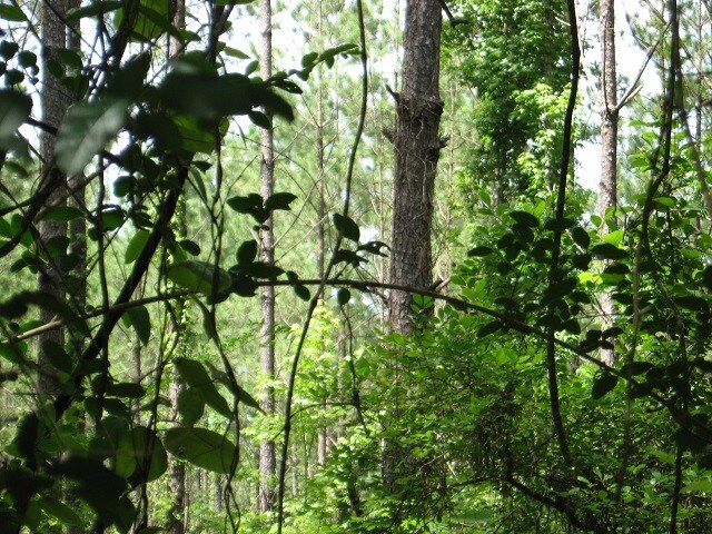 More Photos Of Railroad, Mc Lain Land For Sale