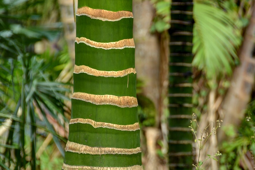 More Photos Of 27-2760 Hawaii Belt Rd, Pepeekeo Land For Sale