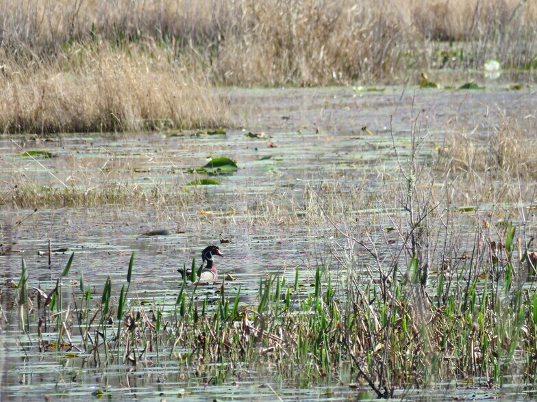 More Photos Of 9570 NE 35th st, Bronson Land For Sale