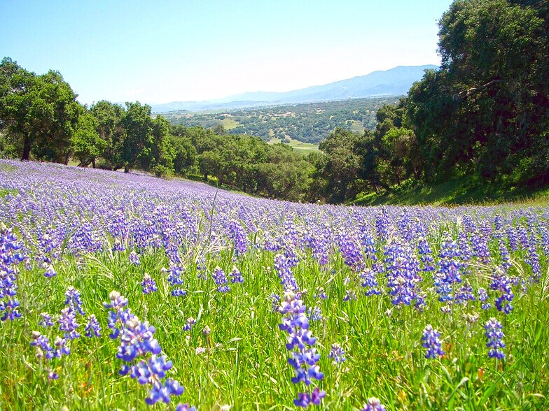 More Photos Of 2051 Highway 101, Buellton Land For Sale