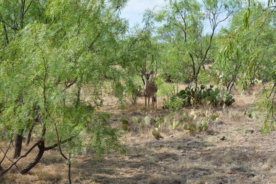 More Photos Of CR 1329, Paint Rock Land For Sale