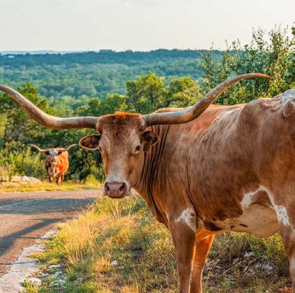 More Photos Of 7040 W Fitzhugh Rd, Dripping Springs Land For Sale