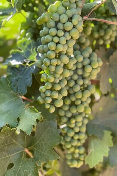 More Photos Of 6927 E Brooks Blvd, Kingman Winery Vineyard For Sale