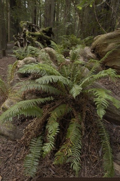 More Photos Of 12901 Avenue of the Giants St, Myers Flat Hospitality For Sale