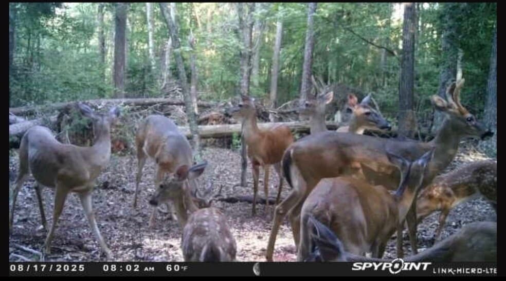 More Photos Of 1501 Foster Mill Circle cir, Pauline Land For Sale