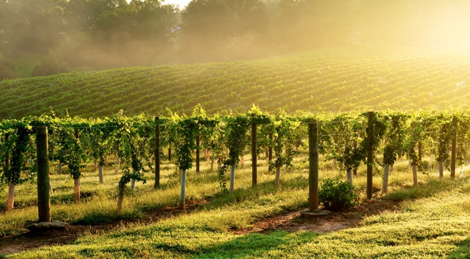 More Photos Of 5400, Lewisville Winery Vineyard For Sale
